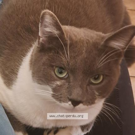 Foto 1/1 Gato encontrado Perdido en Aubiere