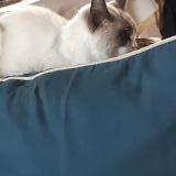 Foto de gato encontrado en Nerac