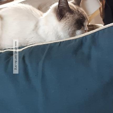 Foto 1/1 Gato encontrado Encontrado en Nerac