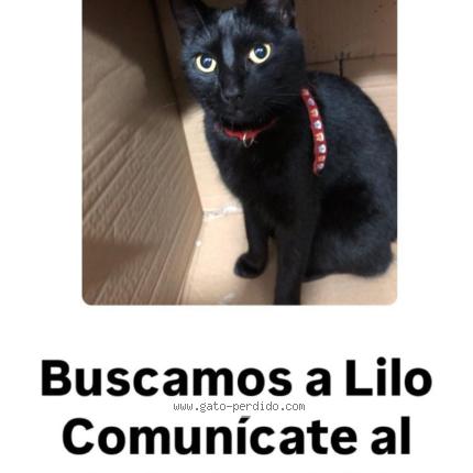 Foto 1/1 lilo Chat perdido en Caba