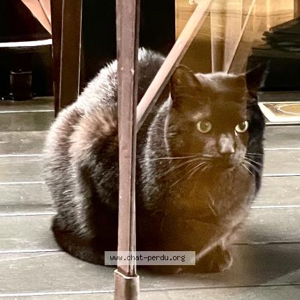 Foto 1/2 Gato encontrado Encontrado en Paris