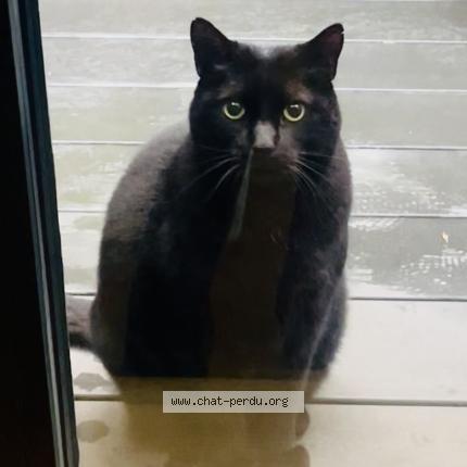 Foto 2/2 Gato encontrado Encontrado en Paris