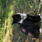 Foto del gato perdido en Brece