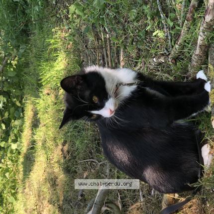 Foto 1/1 Sophie Sampson Chat perdido en Brece