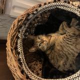 Foto del gato perdido en Brive