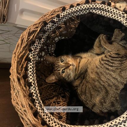 Foto 1/1 Kaline Chat perdido en Brive