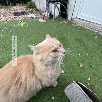 Foto 1/1 Gato encontrado Encontrado en Marcoussis