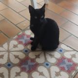 Foto de gato encontrado en Guidel