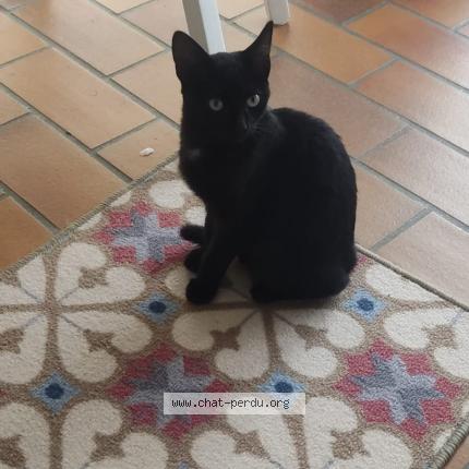 Foto 1/1 Gato encontrado Encontrado en Guidel