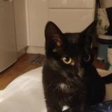 Foto de gato encontrado en Guidel