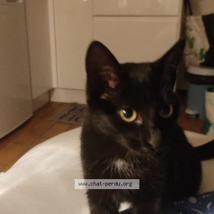 Foto 1/1 Gato encontrado Encontrado en Guidel