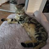 Foto del gato perdido en Vallauris