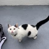 Foto de gato encontrado en Lanester