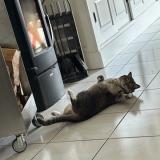 Foto del gato perdido en Argentre