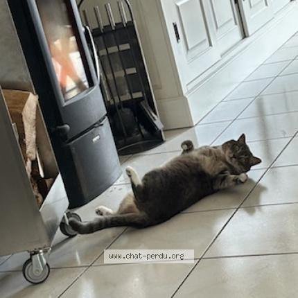 Foto 1/1 Lilas Chat perdido en Argentre