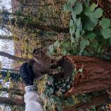 Foto de gato encontrado en Dourdan