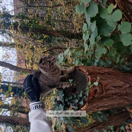 Foto 1/1 Gato encontrado Encontrado en Dourdan