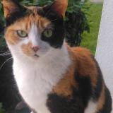 Foto del gato perdido en Juvisy Sur Orge