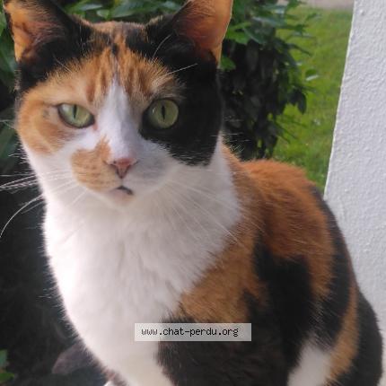 Foto 1/1 Tallulah Chat perdido en Juvisy sur orge
