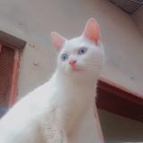 Foto del gato perdido en Hujra Shah Maqueem