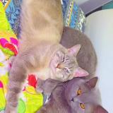 Foto del gato perdido en Bondy