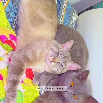 Foto 1/1 Pistache Chat perdido en Bondy