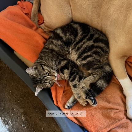 Foto 1/1 Minine Chat perdido en Elven