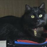 Foto del gato perdido en Rang Du Fliers