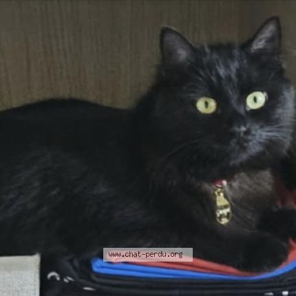 Foto 1/4 Guapa Chat perdido en Rang du fliers