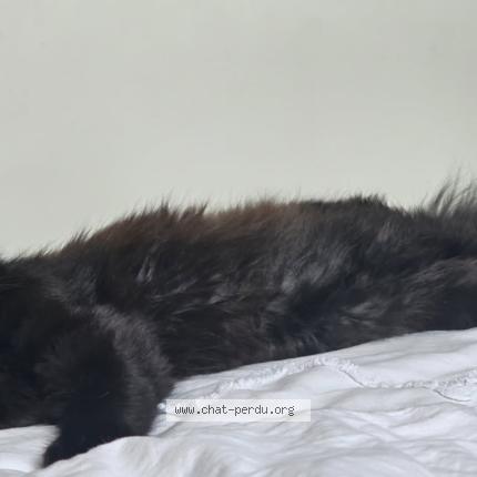 Foto 2/4 Guapa Chat perdido en Rang du fliers