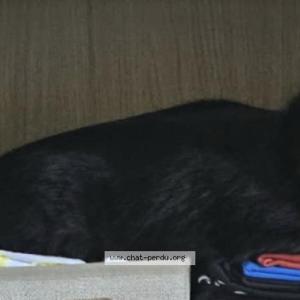 Foto 3/4 Guapa Chat perdido en Rang du fliers