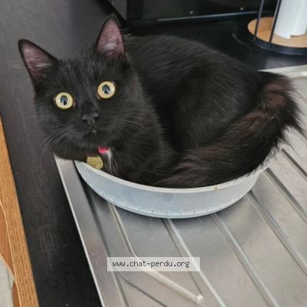 Foto 4/4 Guapa Chat perdido en Rang du fliers