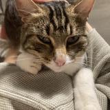 Foto de gato encontrado en Rennes