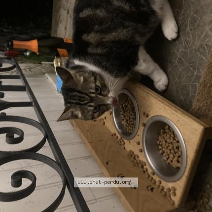 Foto 1/1 Gato encontrado Encontrado en Rennes