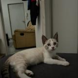 Foto del gato perdido en Andrezieux Boutheon