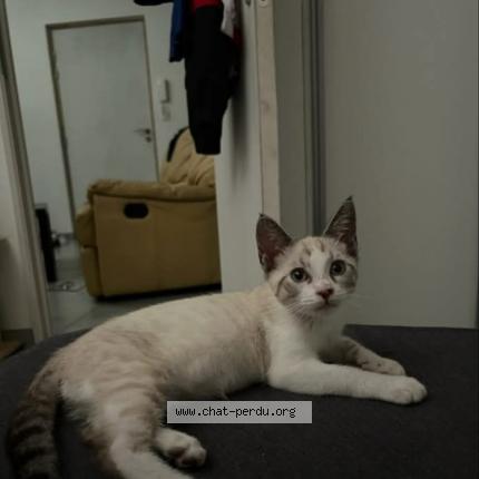 Foto 1/1 Urus Chat perdido en Andrezieux boutheon
