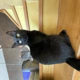 Foto del gato perdido en Lucinges