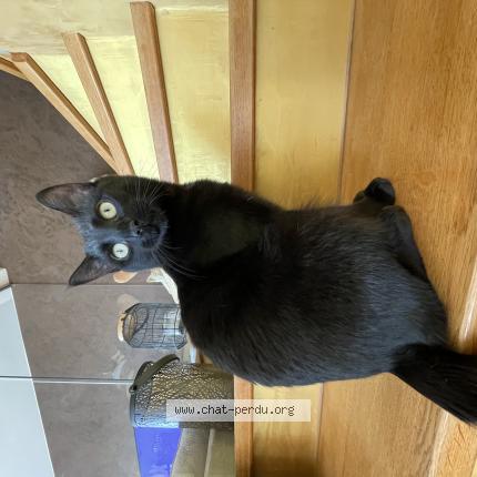 Foto 1/1 Bounty Chat perdido en Lucinges