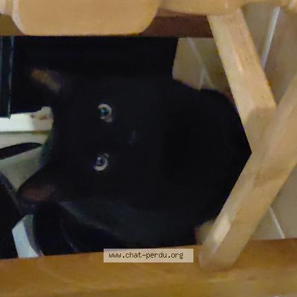 Foto 1/1 Gato encontrado Encontrado en Puget sur argens