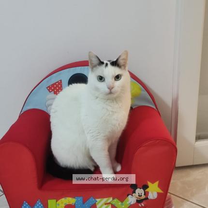 Foto 1/1 Oliver Chat perdido en Ozoir la ferriere