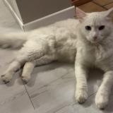 Foto del gato perdido en Ancretteville Sur Mer