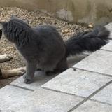 Foto del gato perdido en Pont Saint Esprit