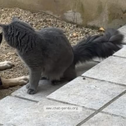 Foto 1/1 Kiwi Chat perdido en Pont saint esprit