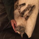 Foto de gato encontrado en Clapiers