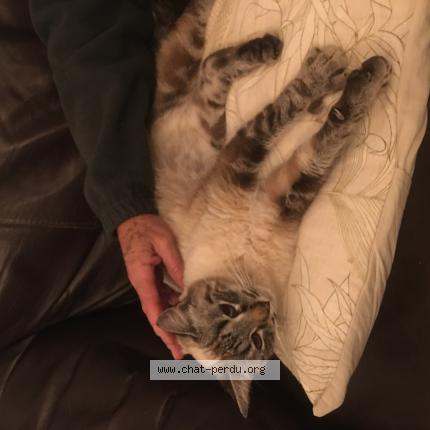 Foto 1/1 Gato encontrado Encontrado en Clapiers