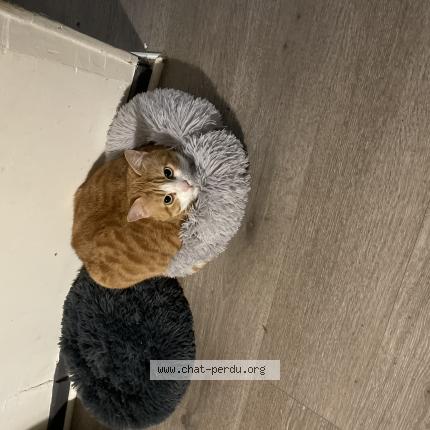 Foto 1/1 Pika Chat perdido en Allenjoie