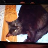 Foto del gato perdido en Lafayette