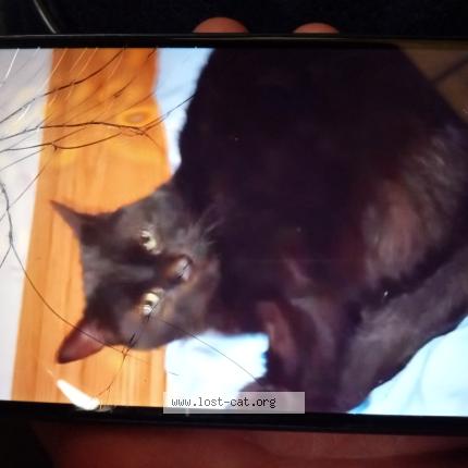 Foto 1/1 Charlie Chat perdido en Lafayette