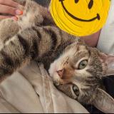 Foto del gato perdido en Saint Etienne Du Rouvray