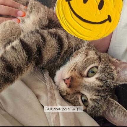 Foto 1/1 Caline Chat perdido en Saint etienne du rouvray